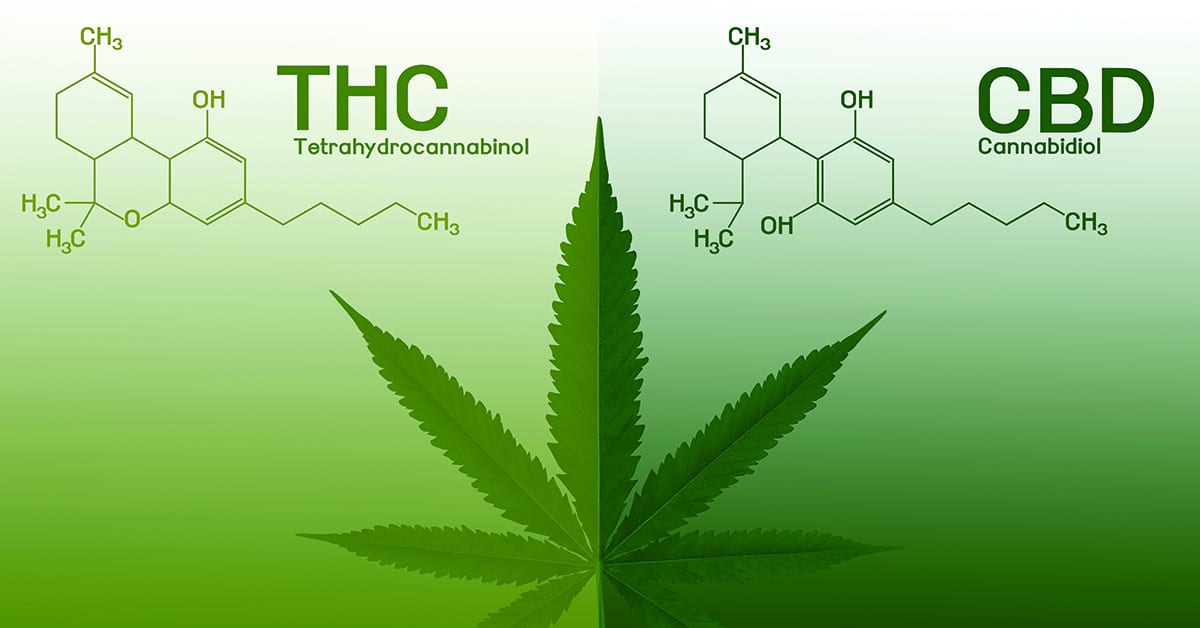CBD vs. THC: What’s the Difference and Which is Right for You?